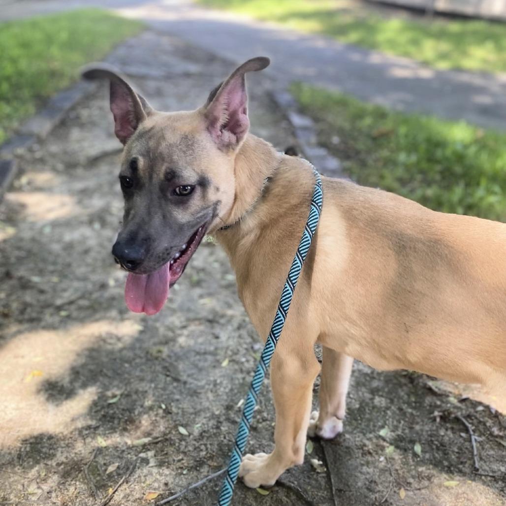 Chip, Adoptable, Young Male Pit Bull Terrier & Shepherd.