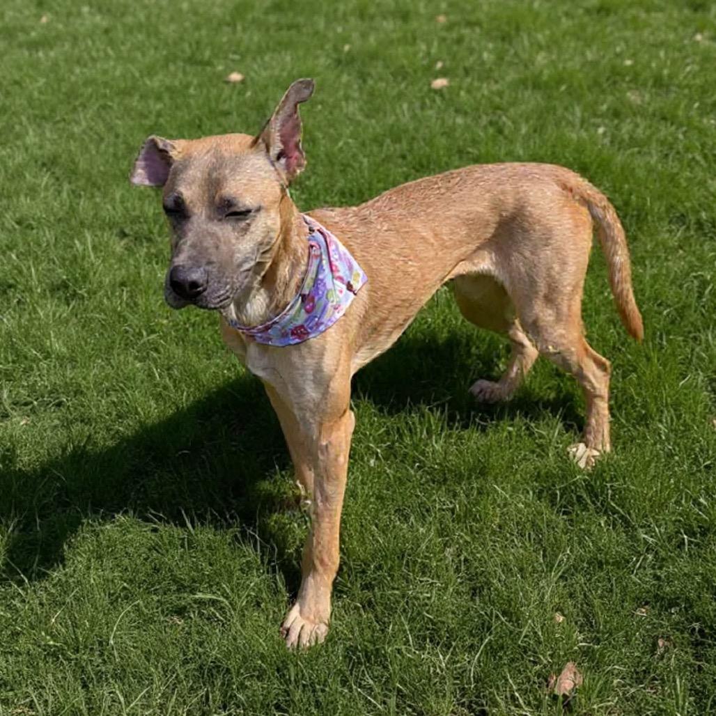 Enlarge Chip, a Adoptable mixed breed in San Jacinto, CA image 1/6