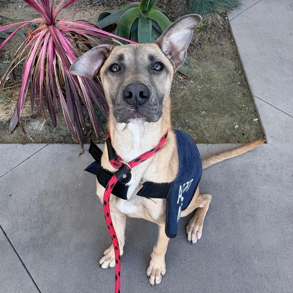 Enlarge Chip, a Adoptable mixed breed in San Jacinto, CA image 1/6