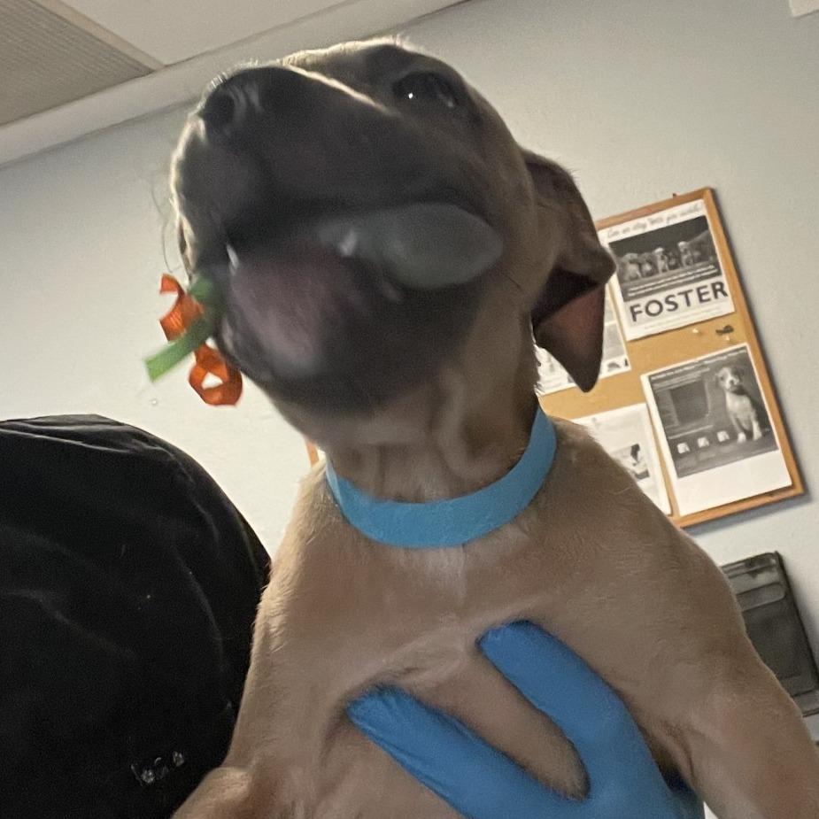 Chip, Adoptable, Adult Male Pit Bull Terrier & German Shepherd Dog.