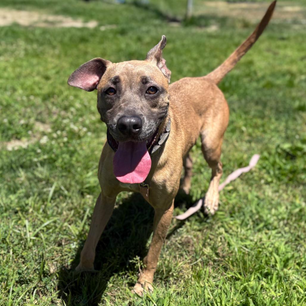 Chip, Adoptable, Adult Male Pit Bull Terrier & German Shepherd Dog.