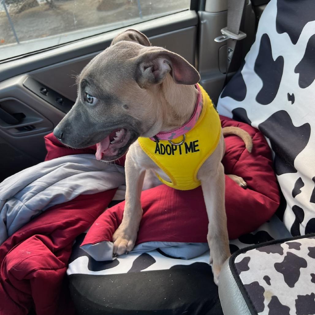 Chip, Adoptable, Adult Male Pit Bull Terrier & German Shepherd Dog.