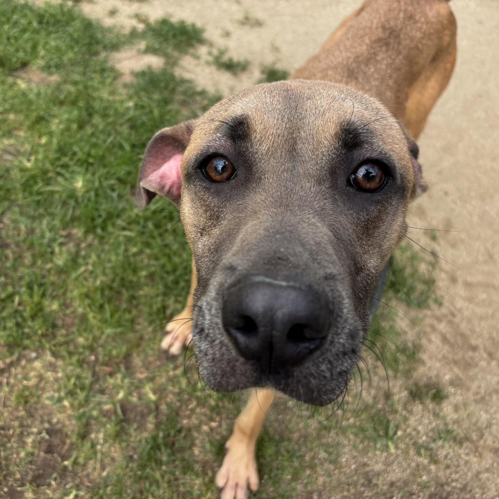 Enlarge Chip, a Adoptable mixed breed in San Jacinto, CA image 3/6