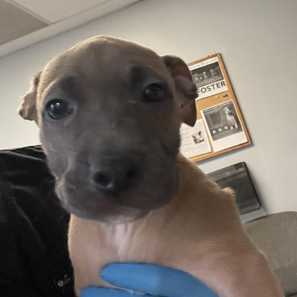 Enlarge Chip, a Adoptable mixed breed in San Jacinto, CA image 4/6