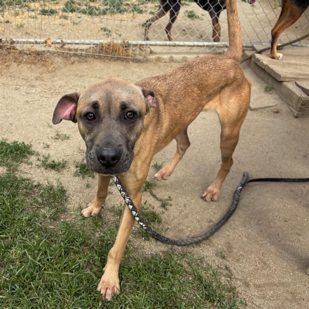 Enlarge Chip, a Adoptable mixed breed in San Jacinto, CA image 3/6