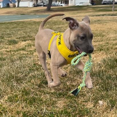 Enlarge Chip, a Adoptable mixed breed in San Jacinto, CA image 5/6