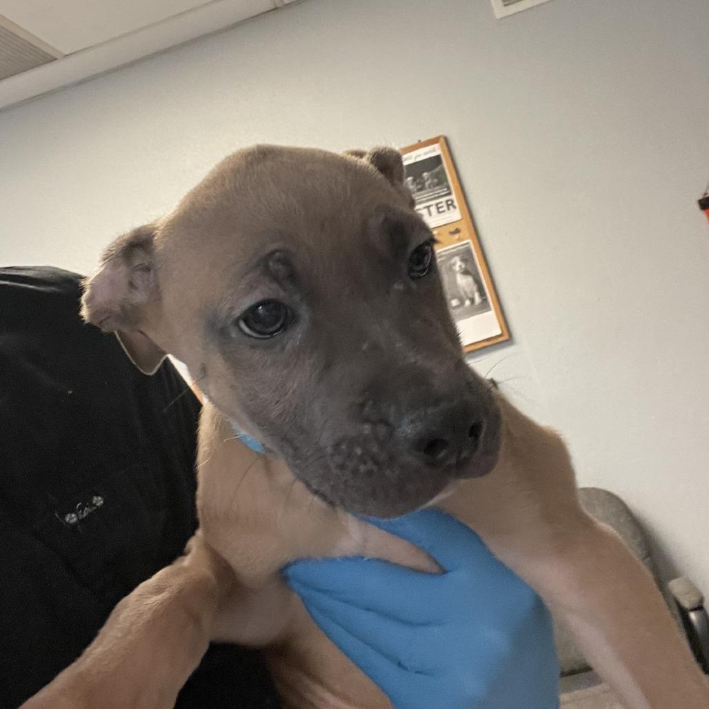 Enlarge Chip, a Adoptable mixed breed in San Jacinto, CA image 6/6