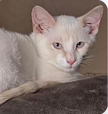 Hermes and Tyche (Bonded Pair)