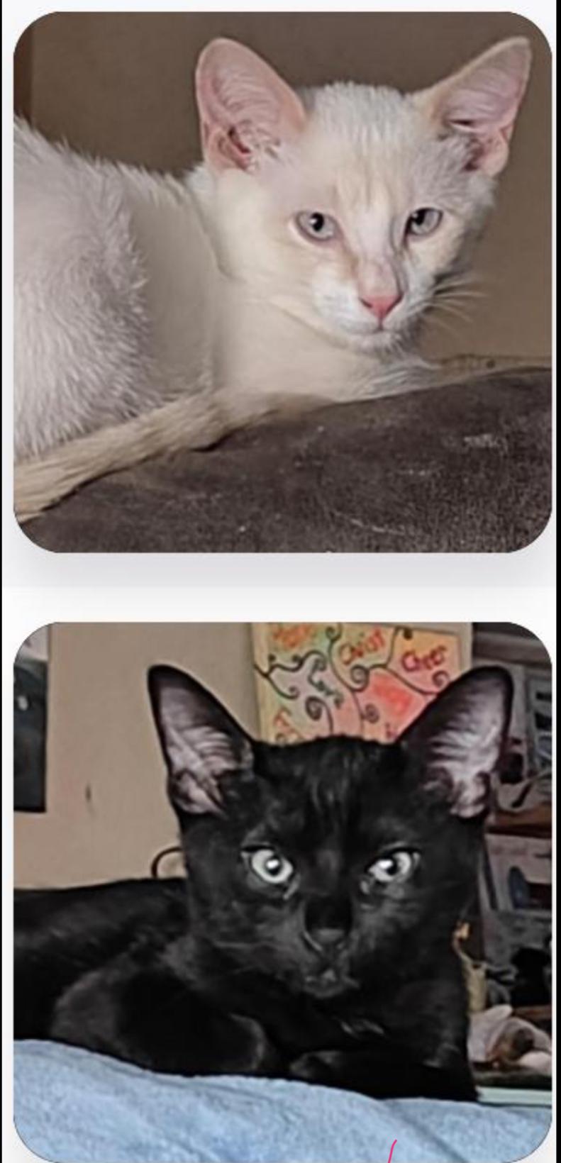 Hermes and Tyche (Bonded Pair)