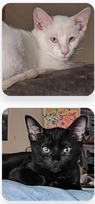 Hermes and Tyche (Bonded Pair)