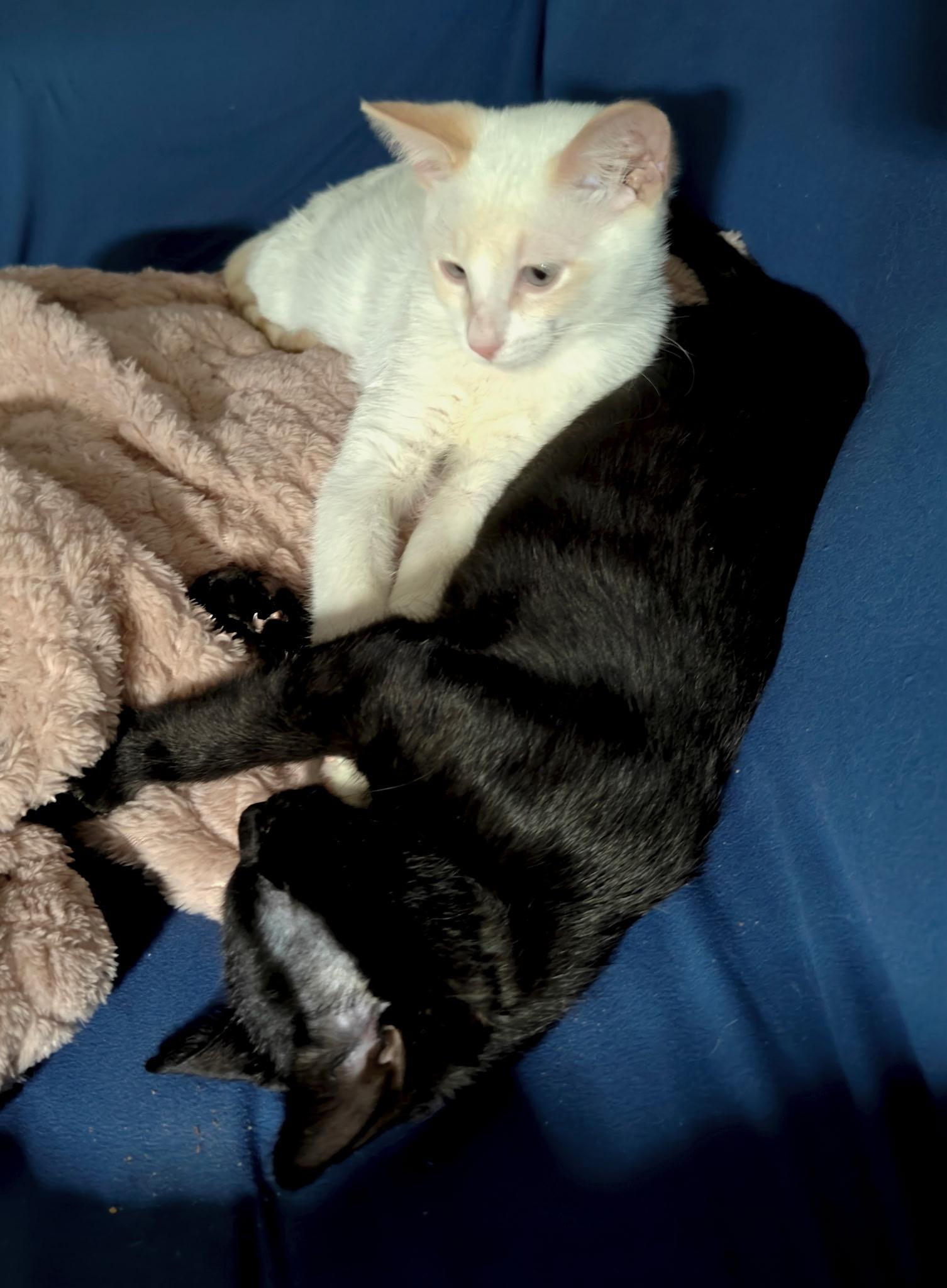 Hermes and Tyche (Bonded Pair)