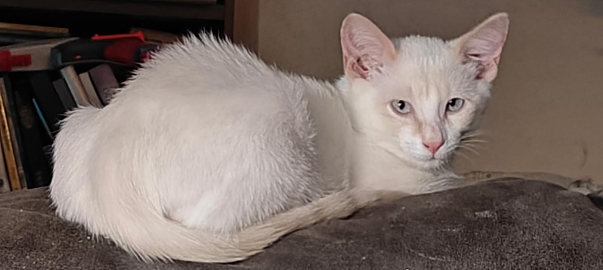 Hermes and Tyche (Bonded Pair)