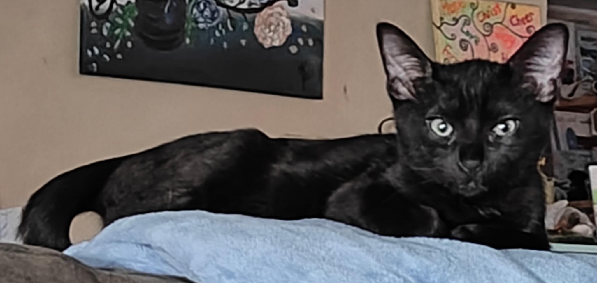 Hermes and Tyche (Bonded Pair)