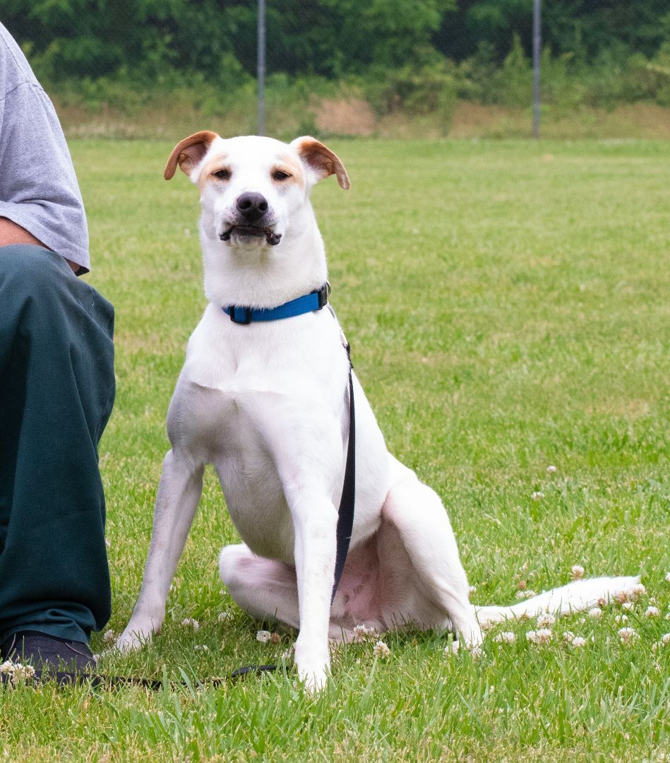 Enlarge Trapper, a Adopted mixed breed in Lewisville, NC image 1/10