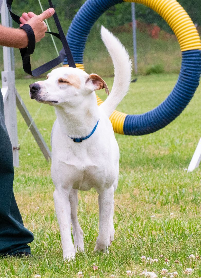 Enlarge Trapper, a Adopted mixed breed in Lewisville, NC image 2/10