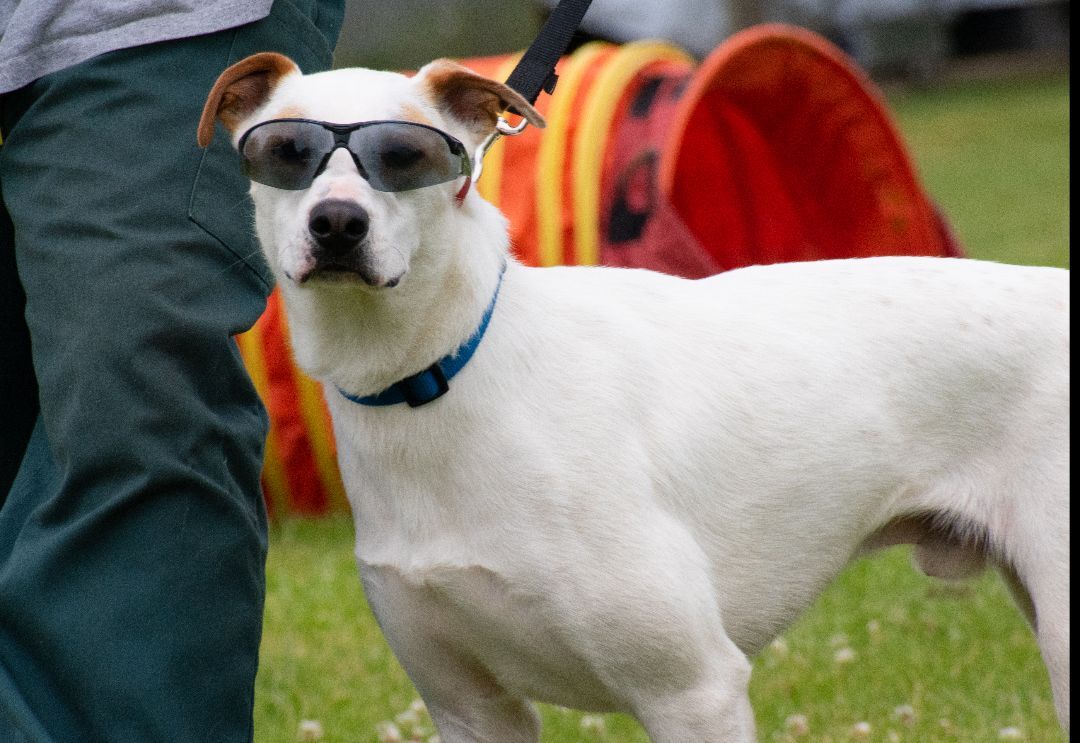 Enlarge Trapper, a Adopted mixed breed in Lewisville, NC image 4/10