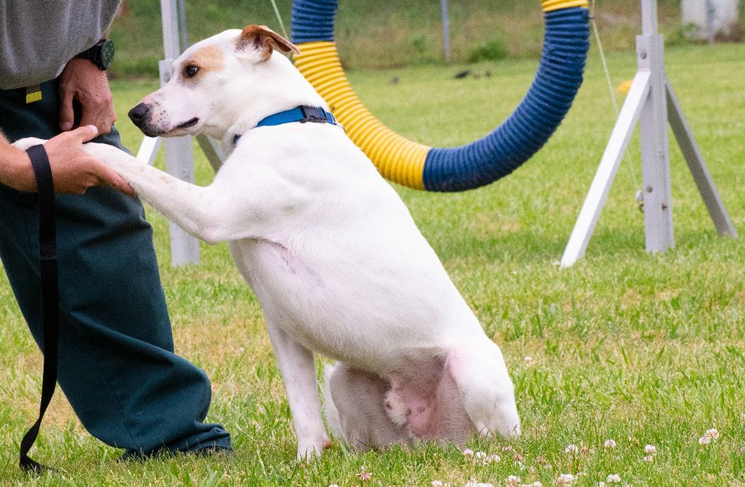Enlarge Trapper, a Adopted mixed breed in Lewisville, NC image 5/10
