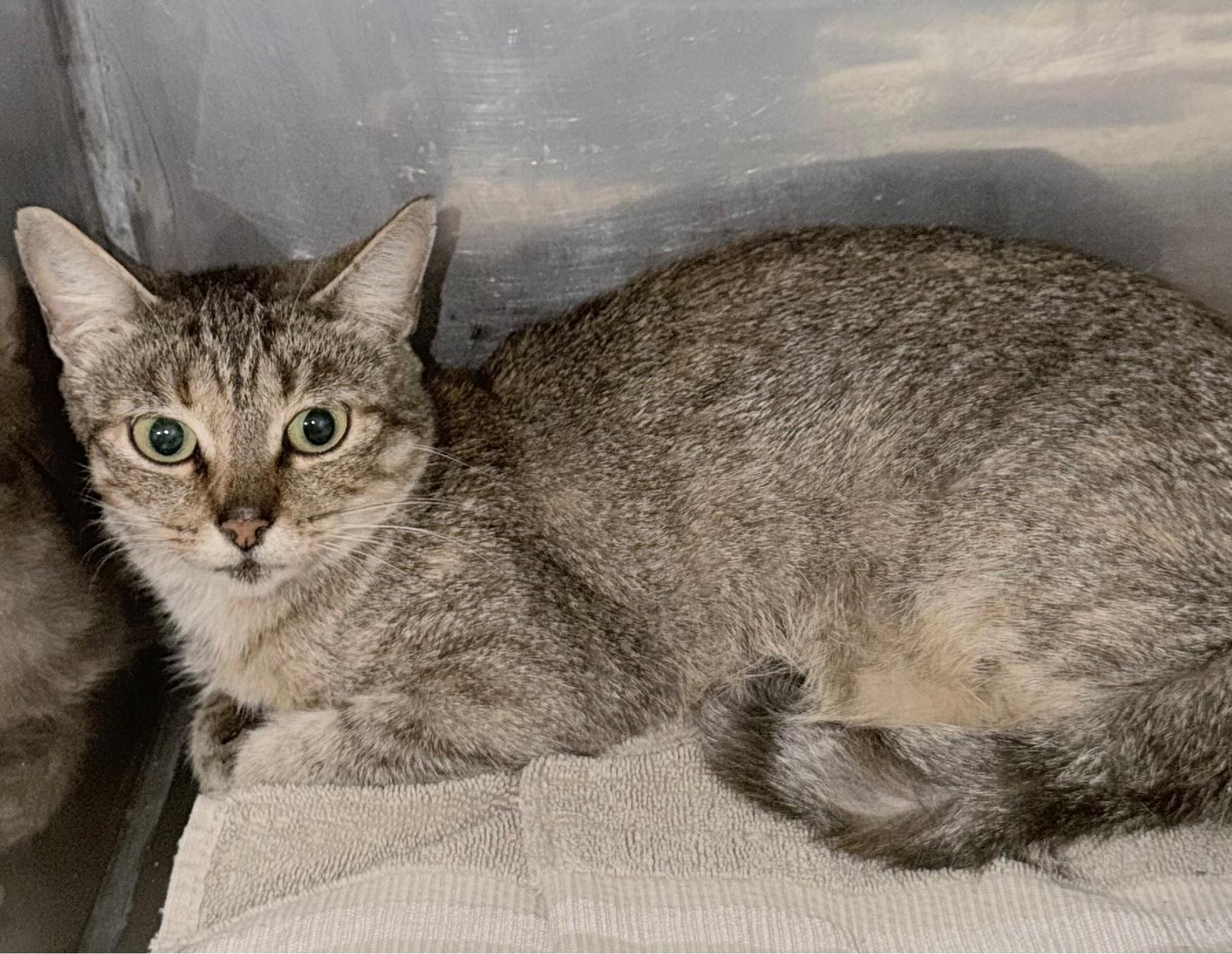 Juniper, Adopted, Adult Female Domestic Short Hair.