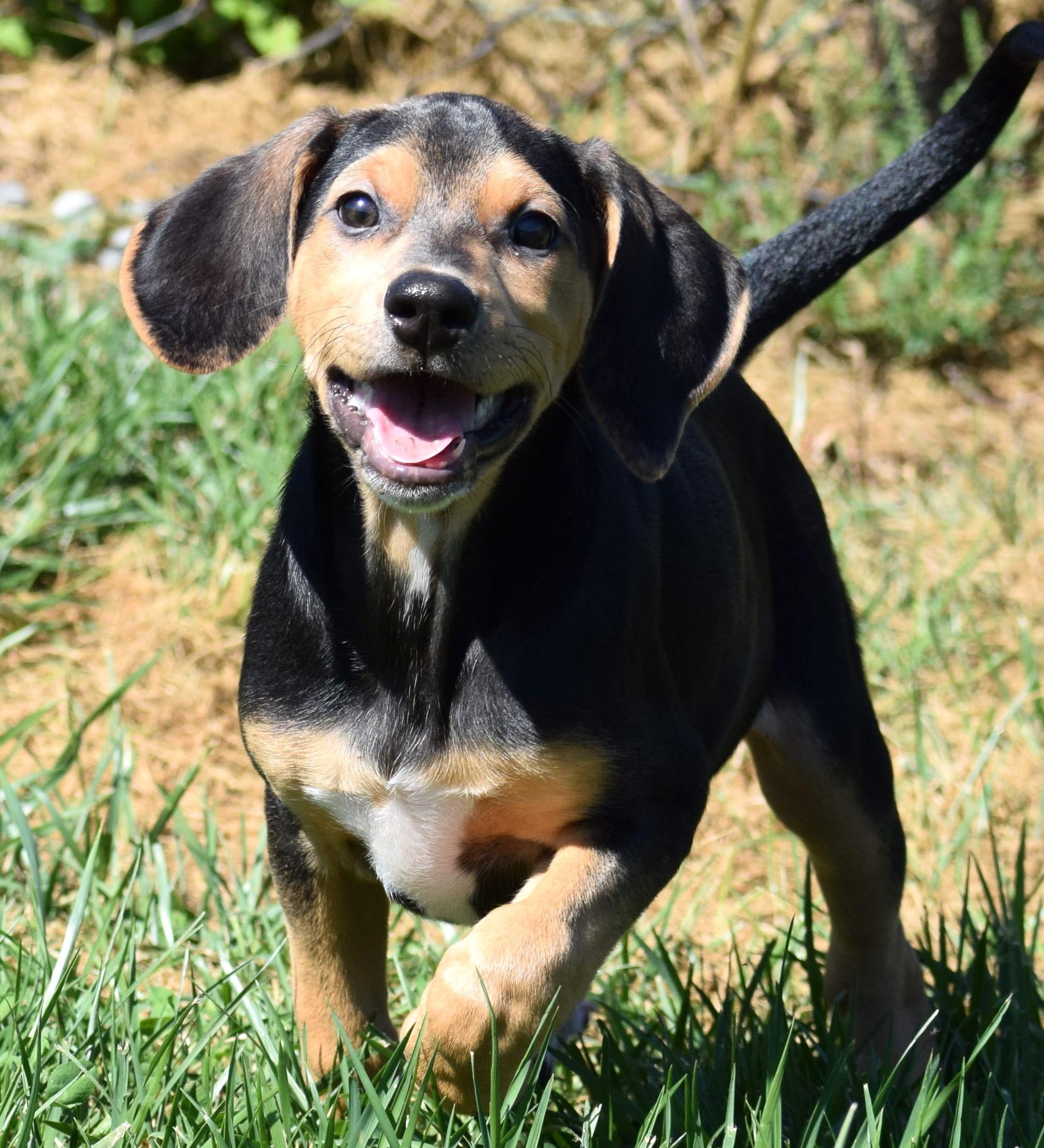 Enlarge Karl-Available www.lhar.dog to apply, a Adoptable mixed breed in Frederick, MD image 1/6