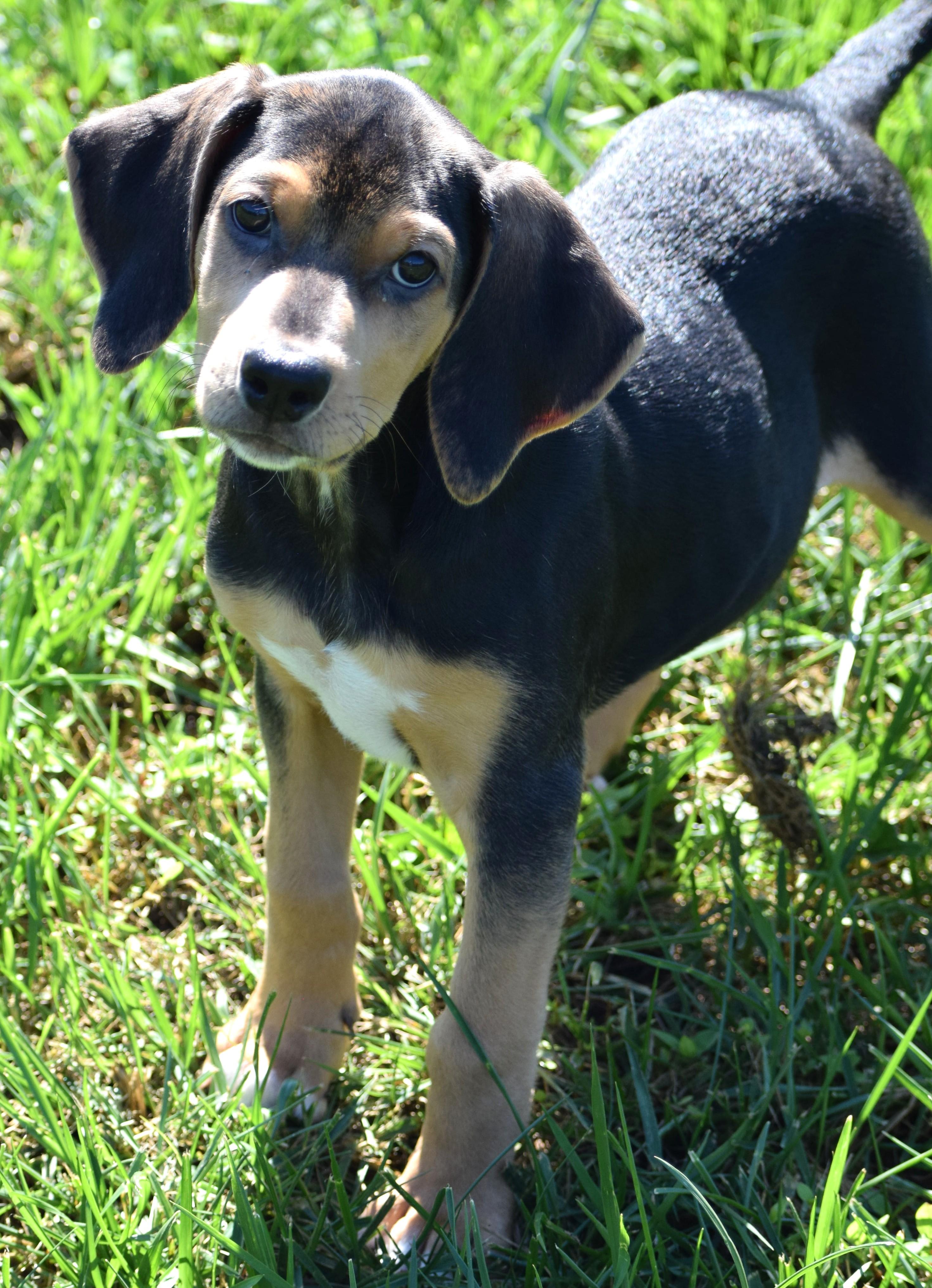 Enlarge Karl-Available www.lhar.dog to apply, a Adoptable mixed breed in Frederick, MD image 5/6