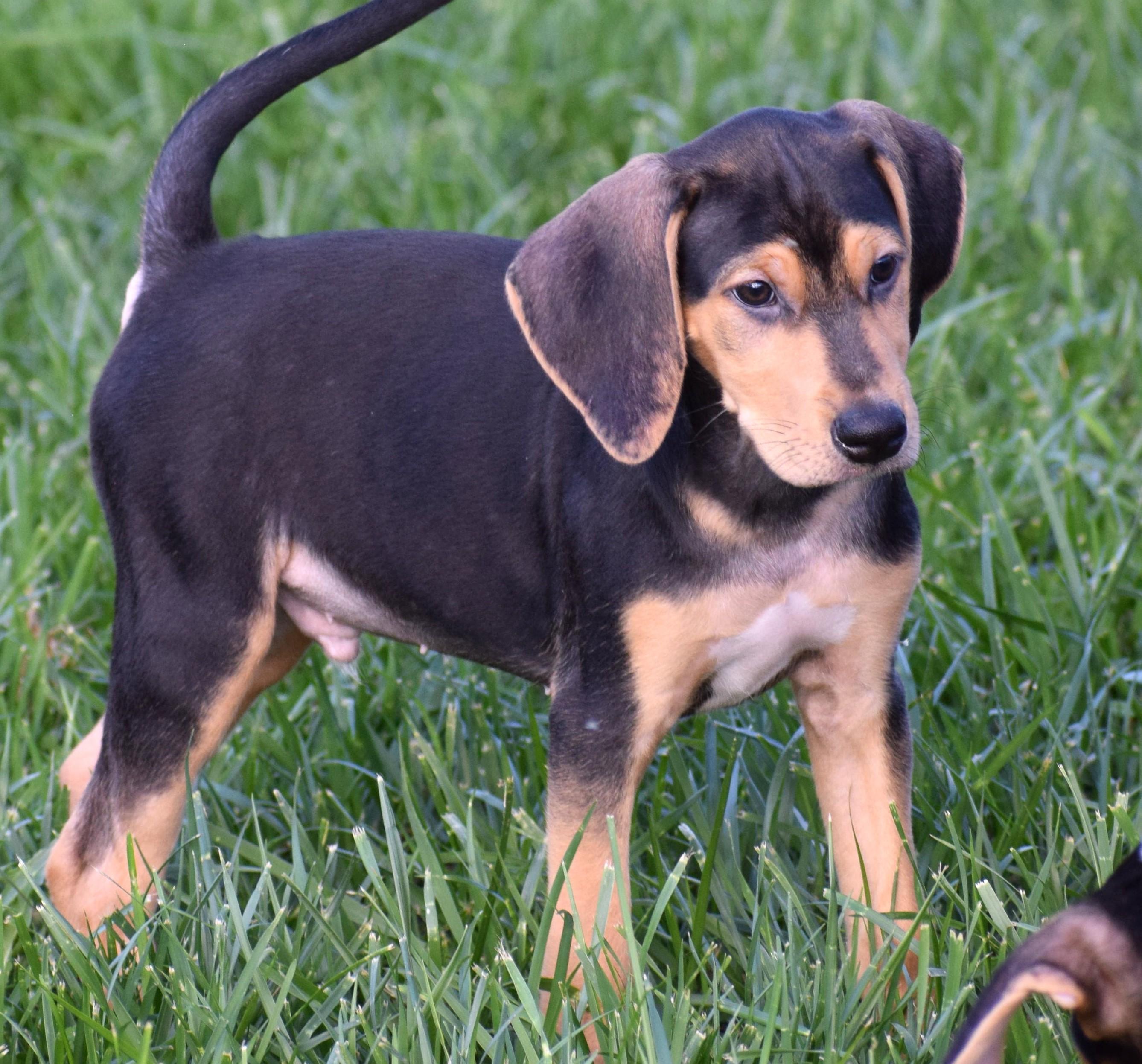 Enlarge Karl-Available www.lhar.dog to apply, a Adoptable mixed breed in Frederick, MD image 2/6