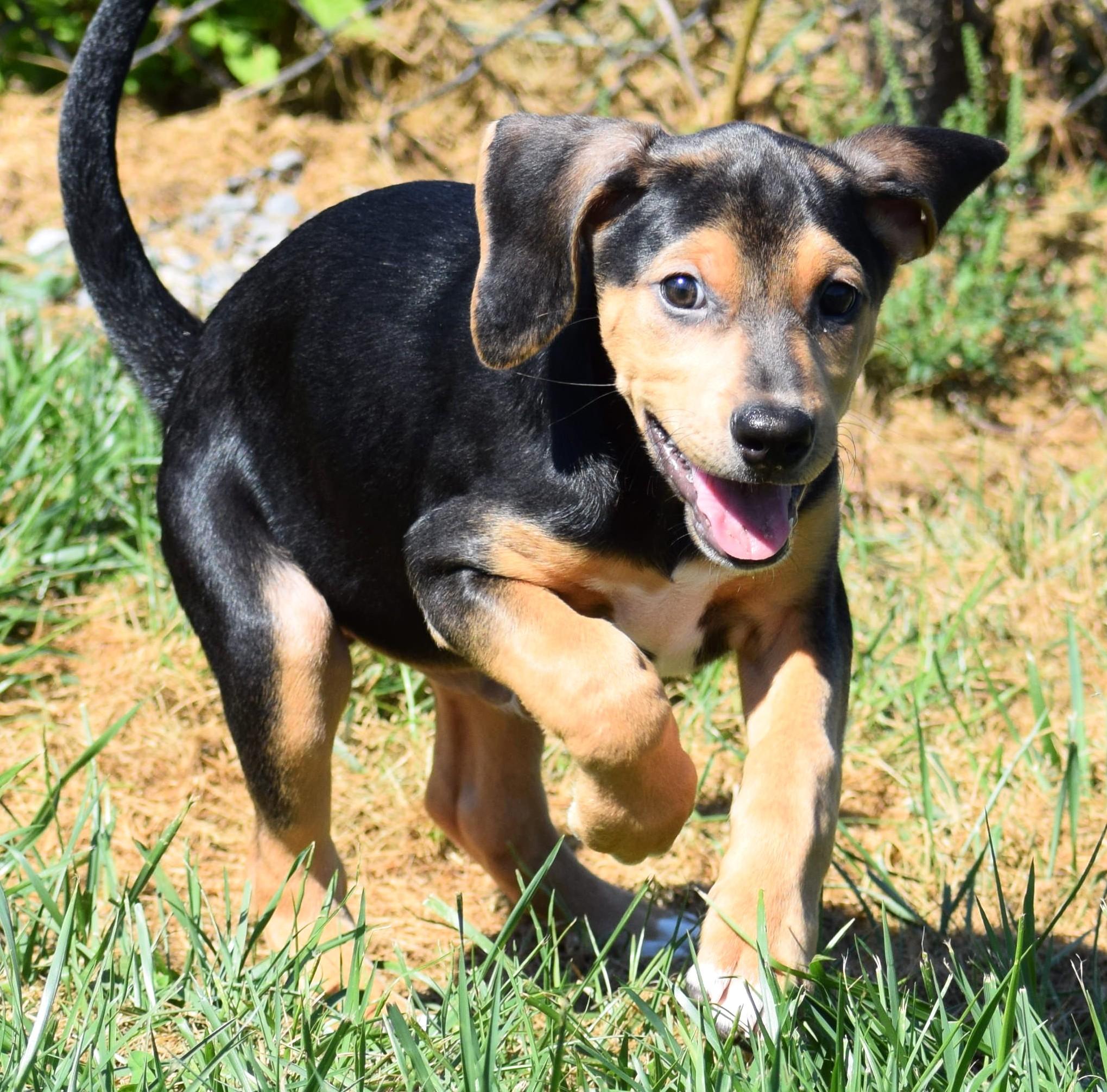 Enlarge Karl-Available www.lhar.dog to apply, a Adoptable mixed breed in Frederick, MD image 6/6