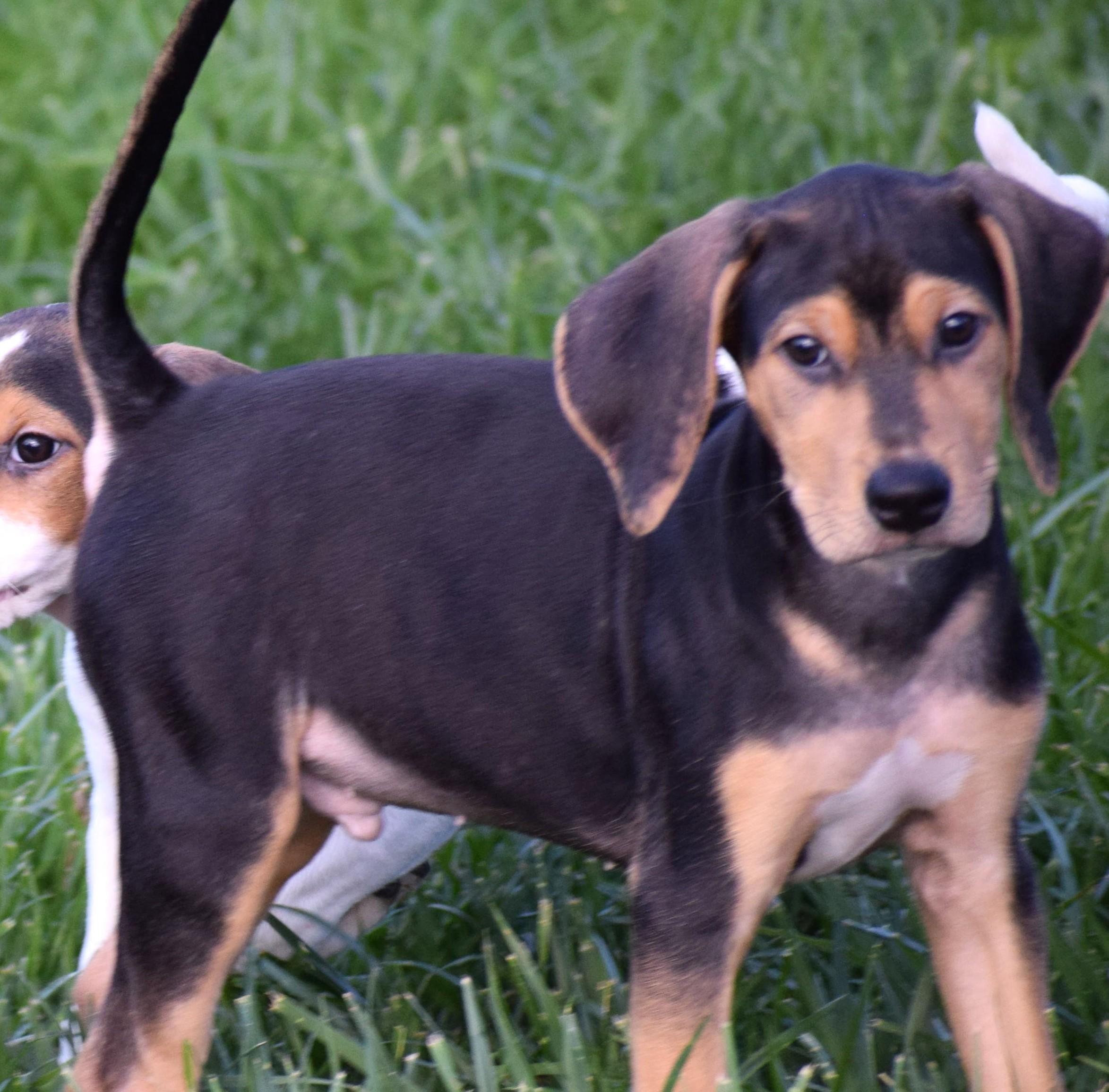 Enlarge Karl-Available www.lhar.dog to apply, a Adoptable mixed breed in Frederick, MD image 3/6