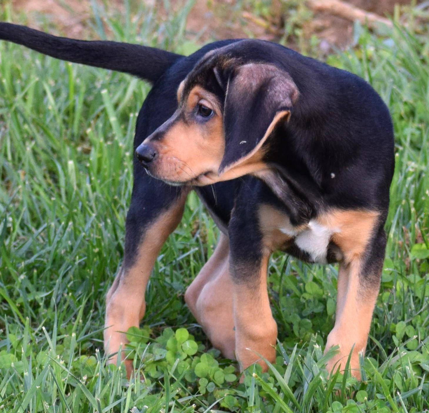 Enlarge Karl-Available www.lhar.dog to apply, a Adoptable mixed breed in Frederick, MD image 4/6