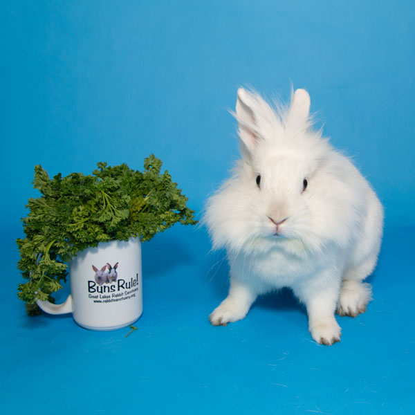 Enlarge Magnolia, a Adoptable Lionhead in Whittaker, MI image 1/6