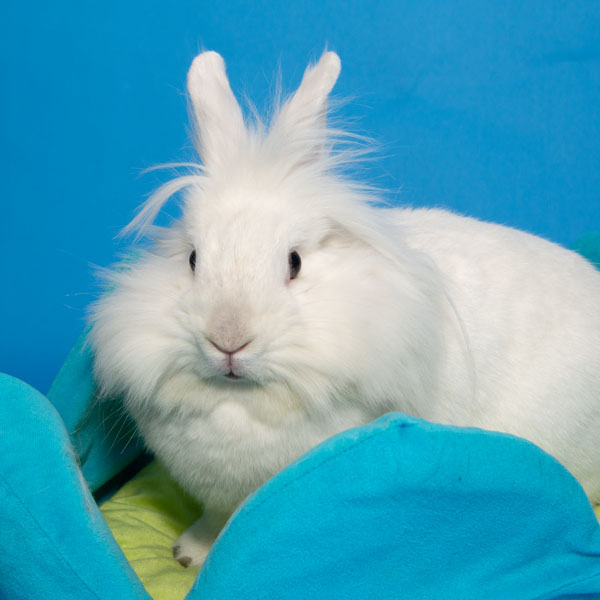 Enlarge Magnolia, a Adoptable Lionhead in Whittaker, MI image 2/6