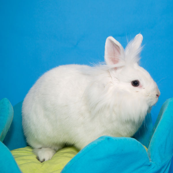 Enlarge Magnolia, a Adoptable Lionhead in Whittaker, MI image 3/6