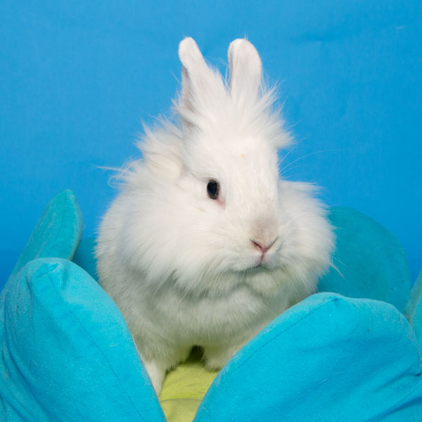 Enlarge Magnolia, a Adoptable Lionhead in Whittaker, MI image 4/6