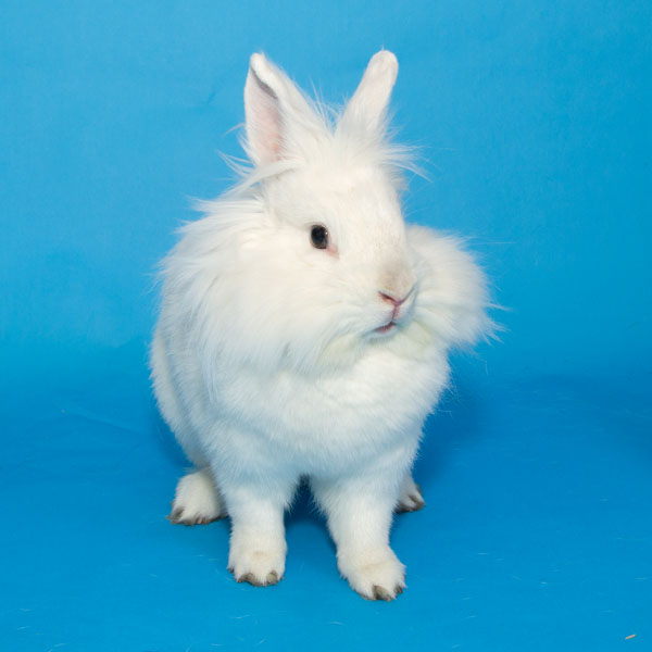 Enlarge Magnolia, a Adoptable Lionhead in Whittaker, MI image 5/6