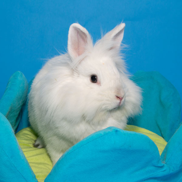 Enlarge Magnolia, a Adoptable Lionhead in Whittaker, MI image 6/6