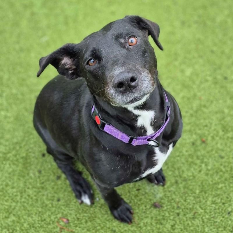 Enlarge Lady Bird , a ADOPTABLE mixed breed in New Bedford, MA image 1/3