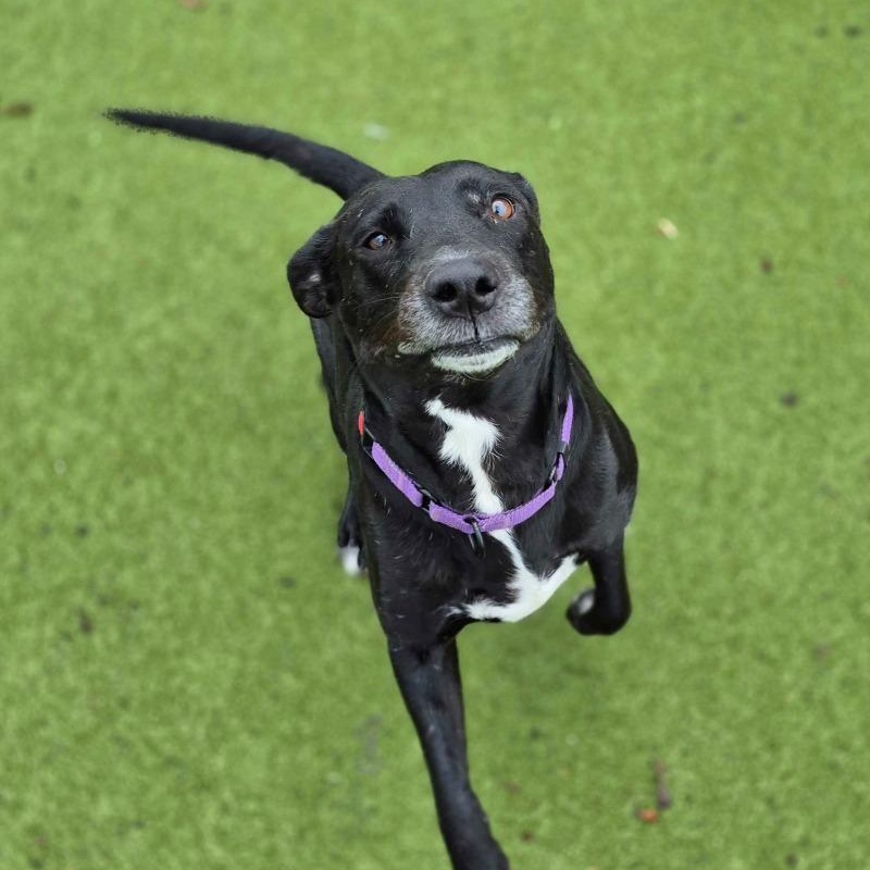 Enlarge Lady Bird , a ADOPTABLE mixed breed in New Bedford, MA image 2/3