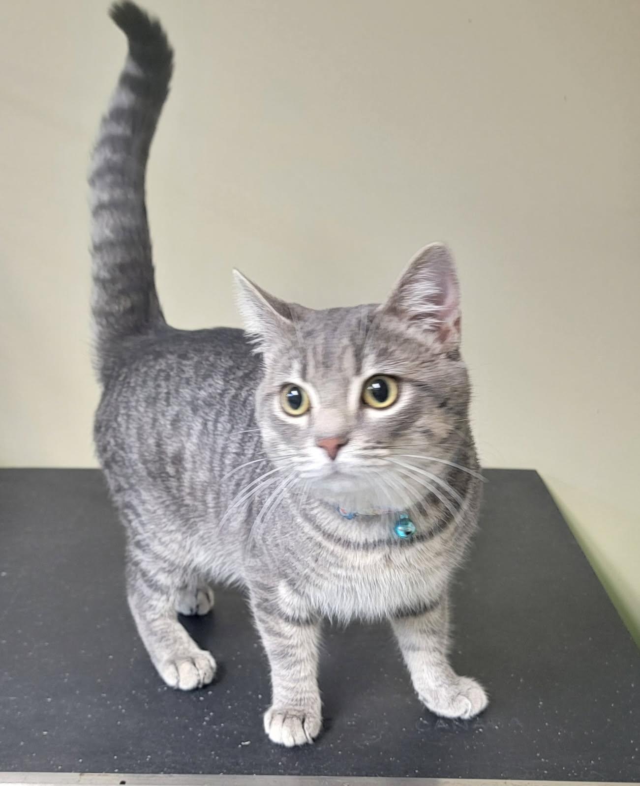 Jack H, adopted, Adult Male Tabby.