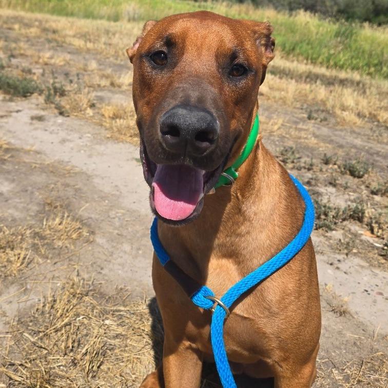 Enlarge Cameron, a Adoptable Mixed Breed in Idaho Falls, ID image 2/4