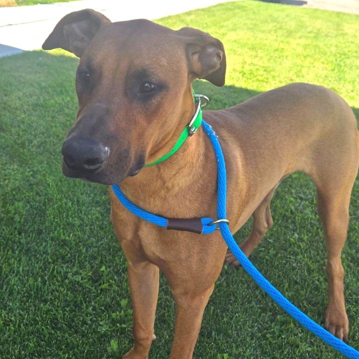 Enlarge Cameron, a Adoptable Mixed Breed in Idaho Falls, ID image 3/4