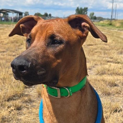 Enlarge Cameron, a Adoptable Mixed Breed in Idaho Falls, ID image 4/4