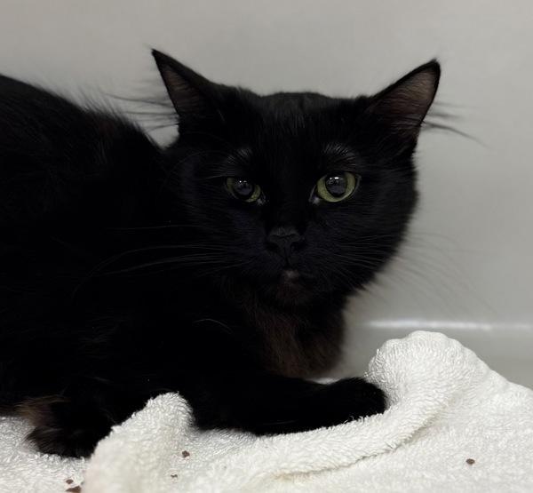 Midnight, Adoptable, Adult Female Domestic Medium Hair.