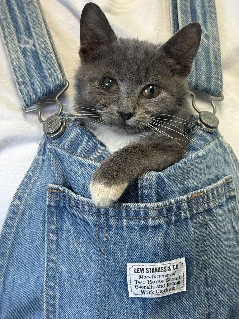 Emma Gatewood, Adoptable, Kitten Female Domestic Short Hair.