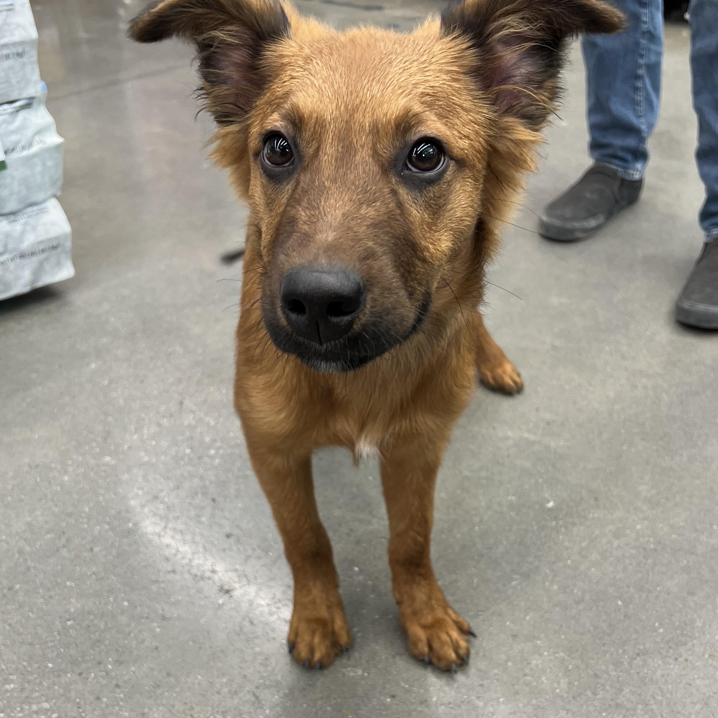 Enlarge Waffle, a Adopted mixed breed in Royse City, TX image 1/4