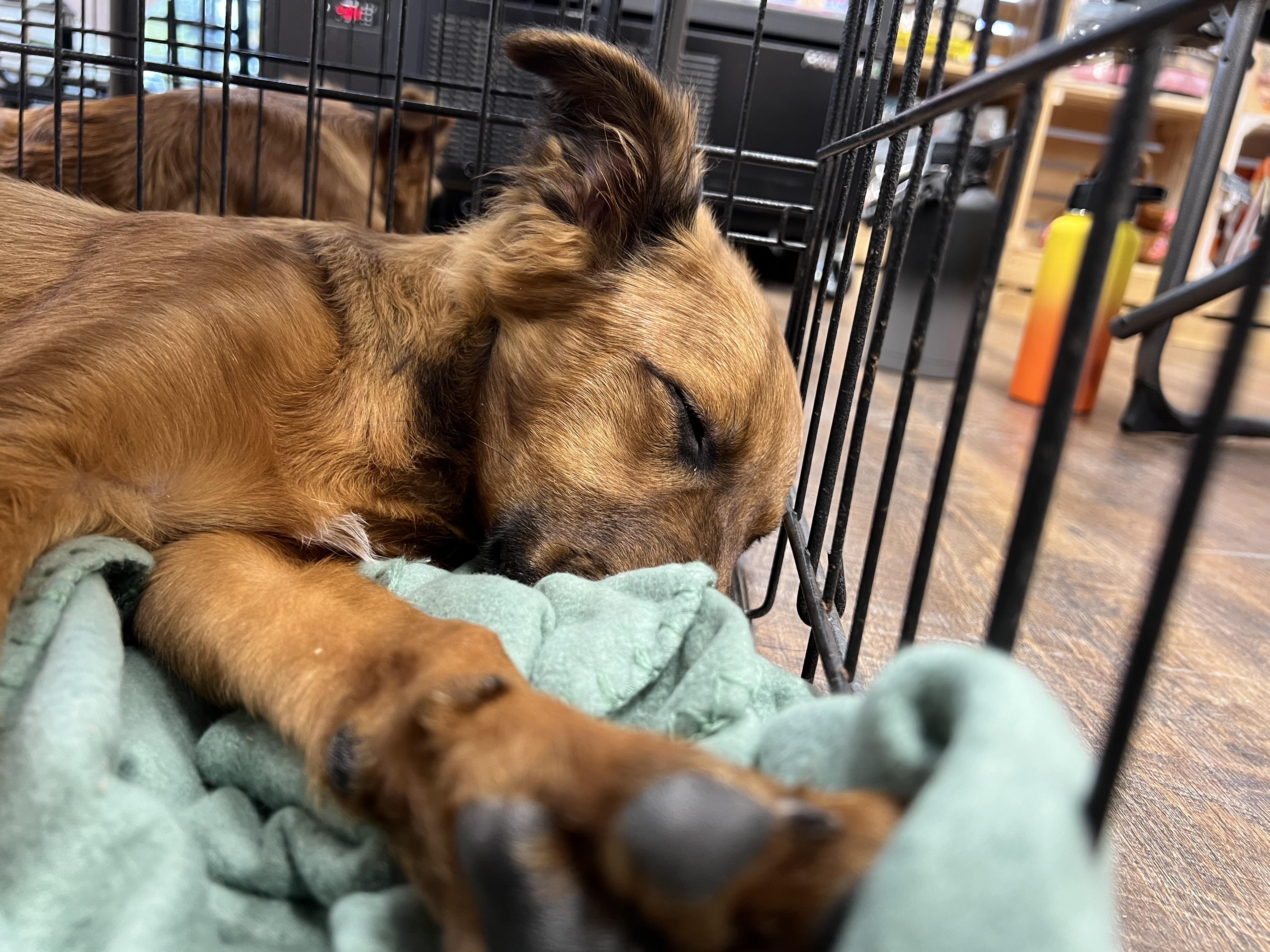 Enlarge Waffle, a Adopted mixed breed in Royse City, TX image 2/4