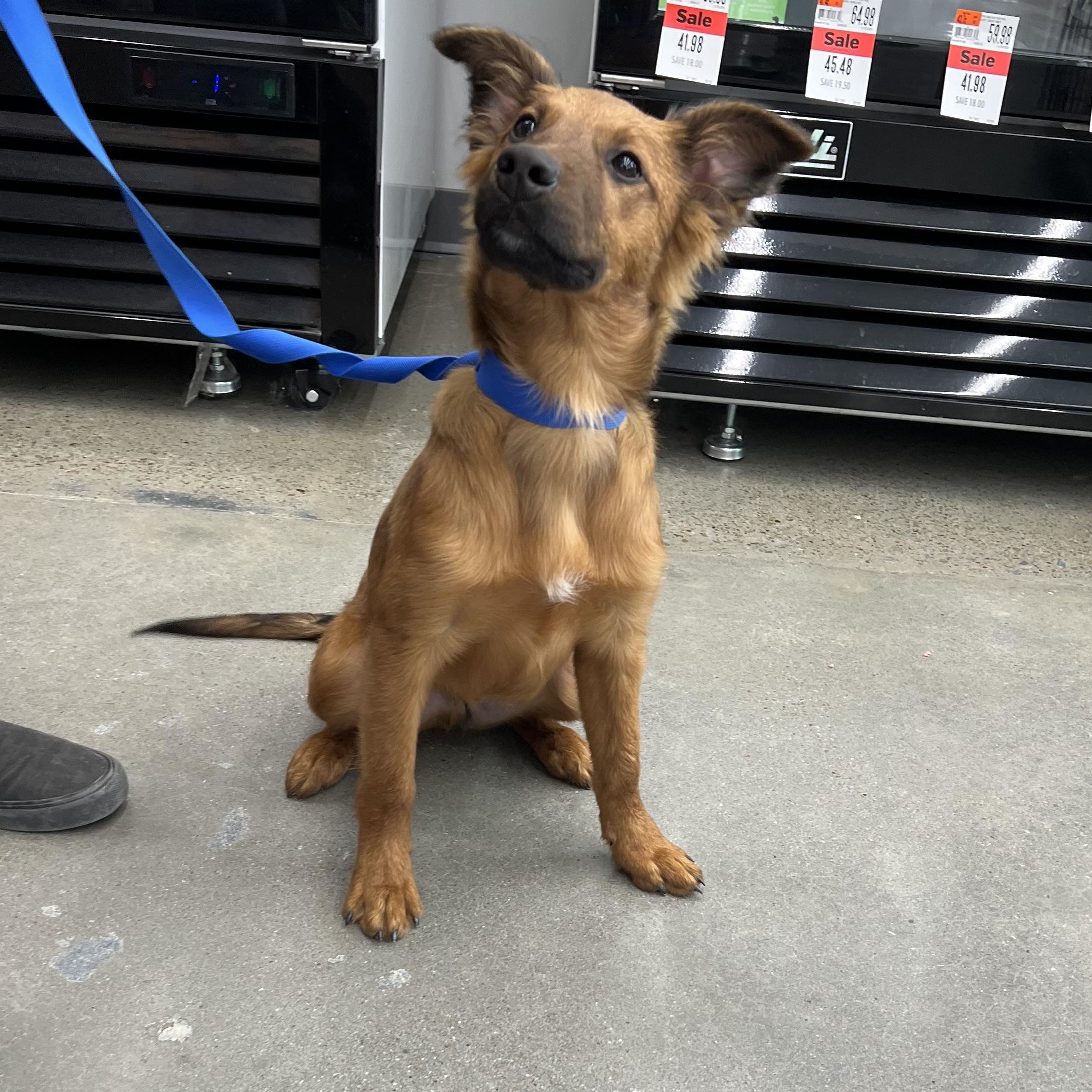 Enlarge Waffle, a Adopted mixed breed in Royse City, TX image 3/4