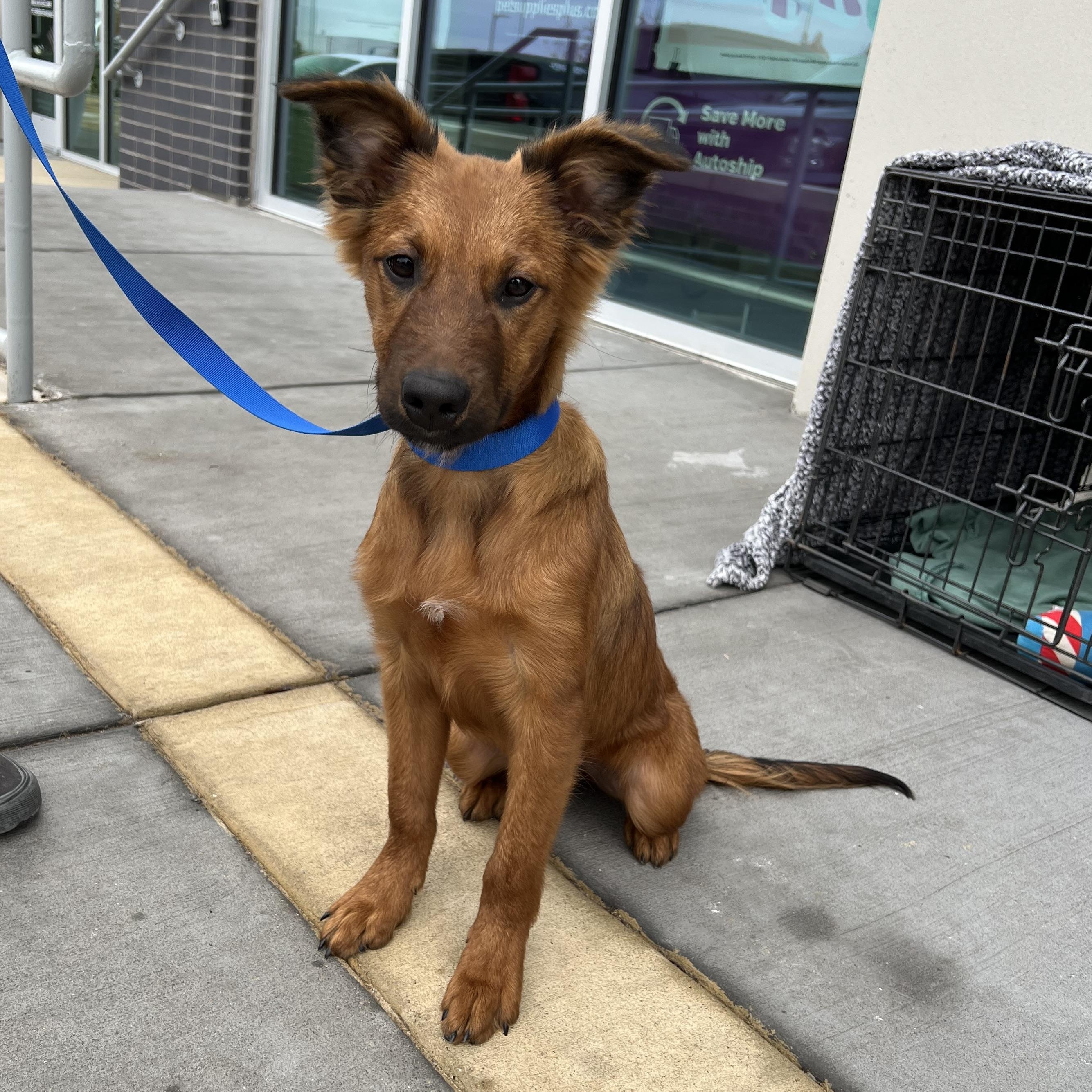 Enlarge Waffle, a Adopted mixed breed in Royse City, TX image 4/4
