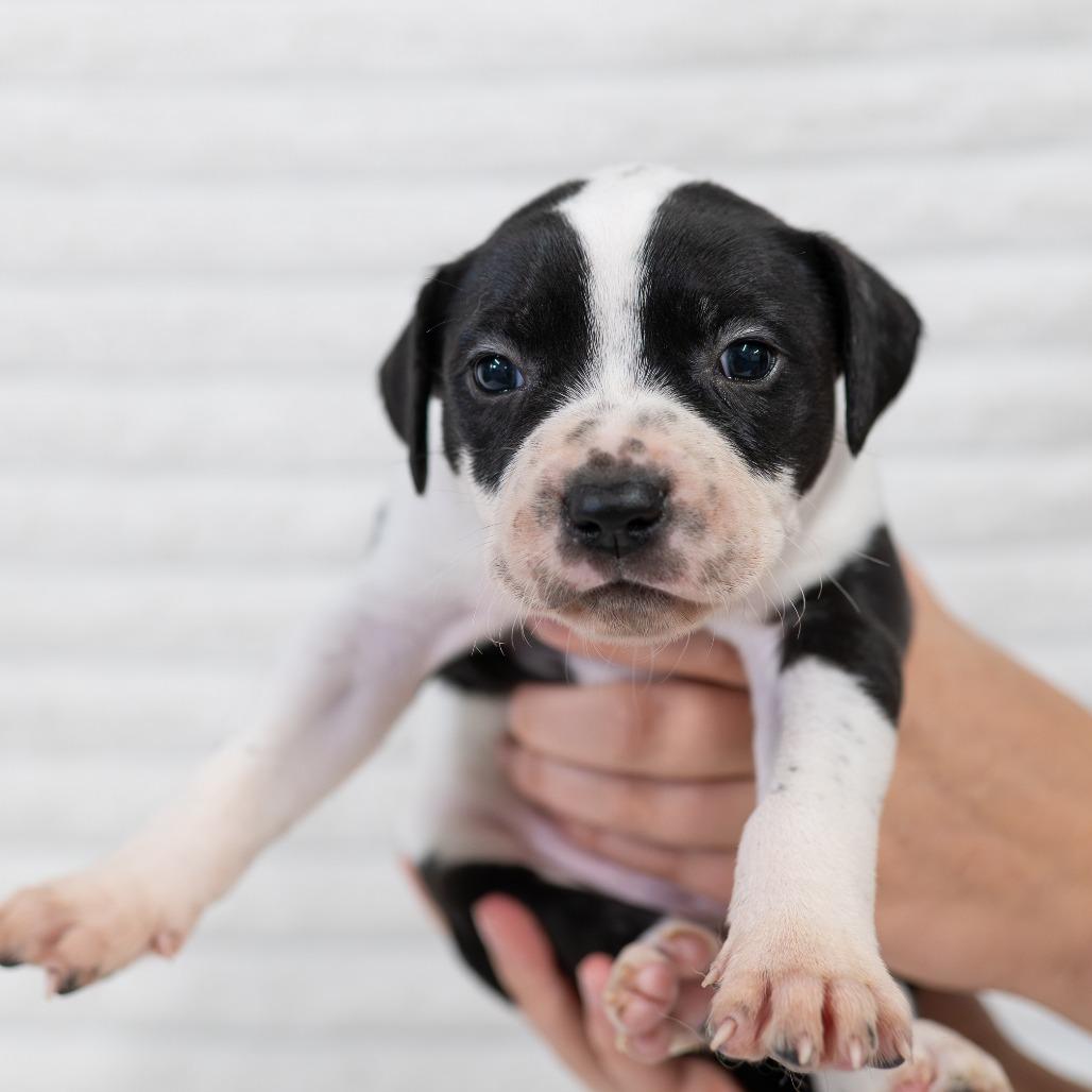 Bentley, Adoptable, Puppy Male Australian Cattle Dog / Blue Heeler & Pit Bull Terrier.