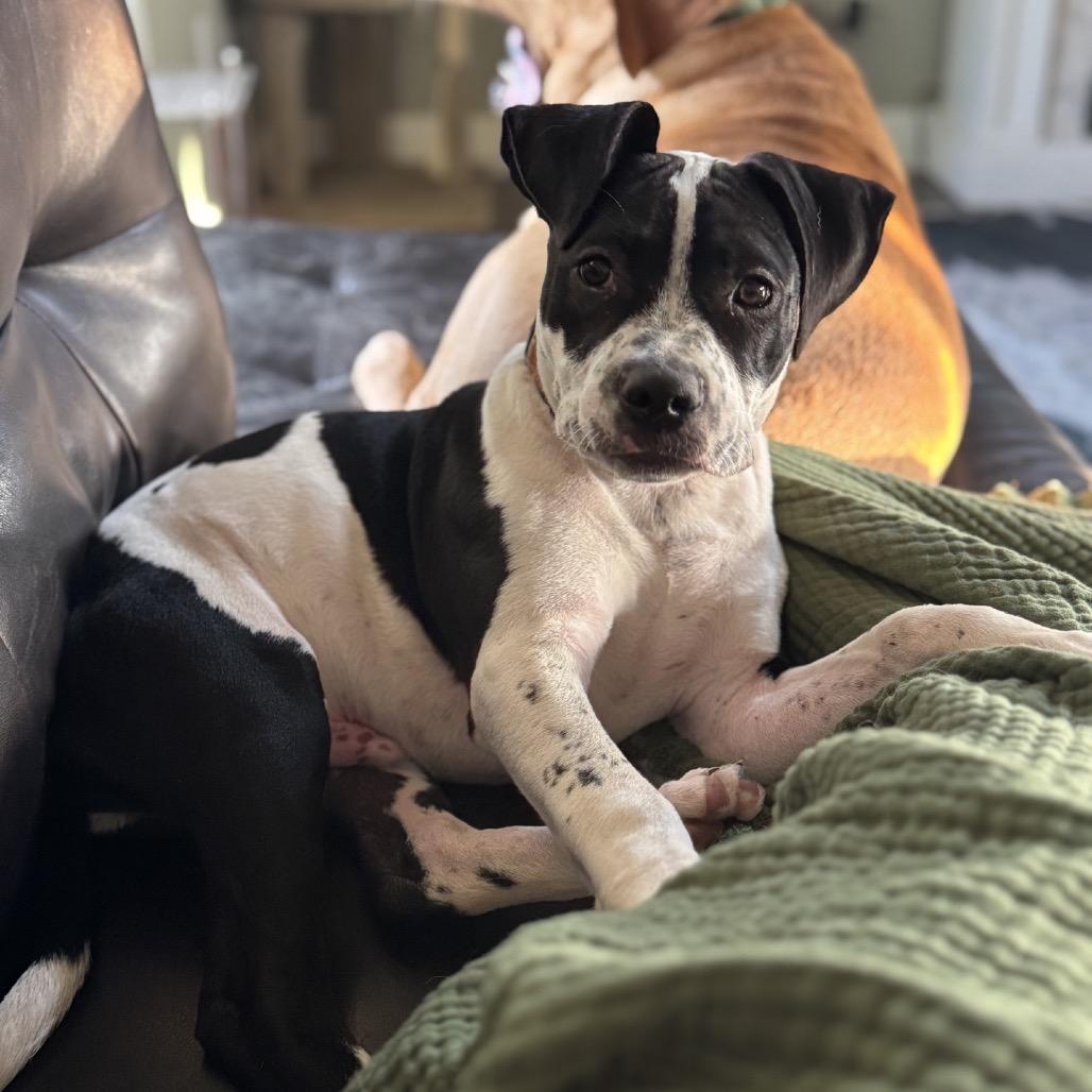 Bentley, a Adoptable mixed breed in Fulton, MO image 2/6