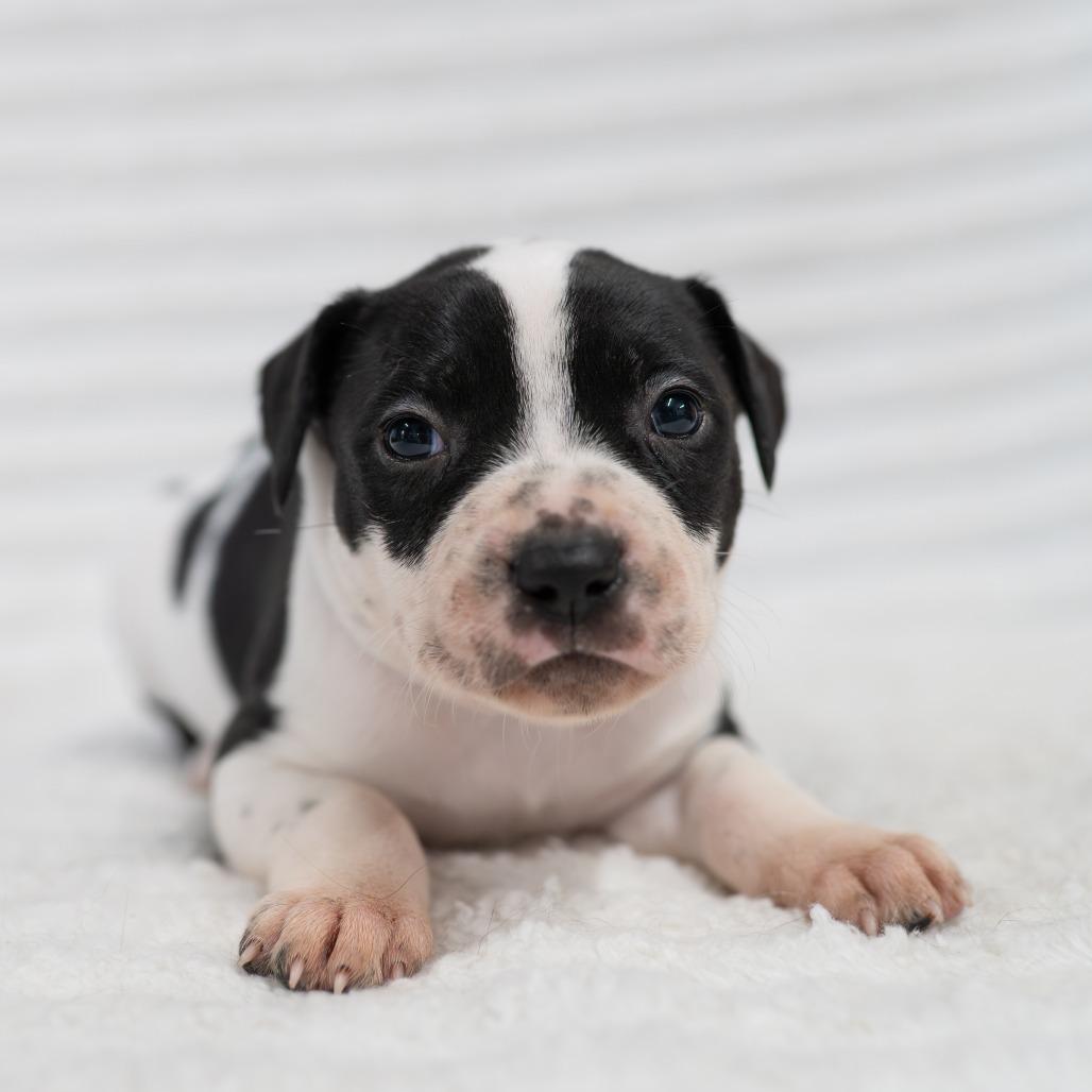Enlarge Bentley, a Adoptable mixed breed in Fulton, MO image 2/4