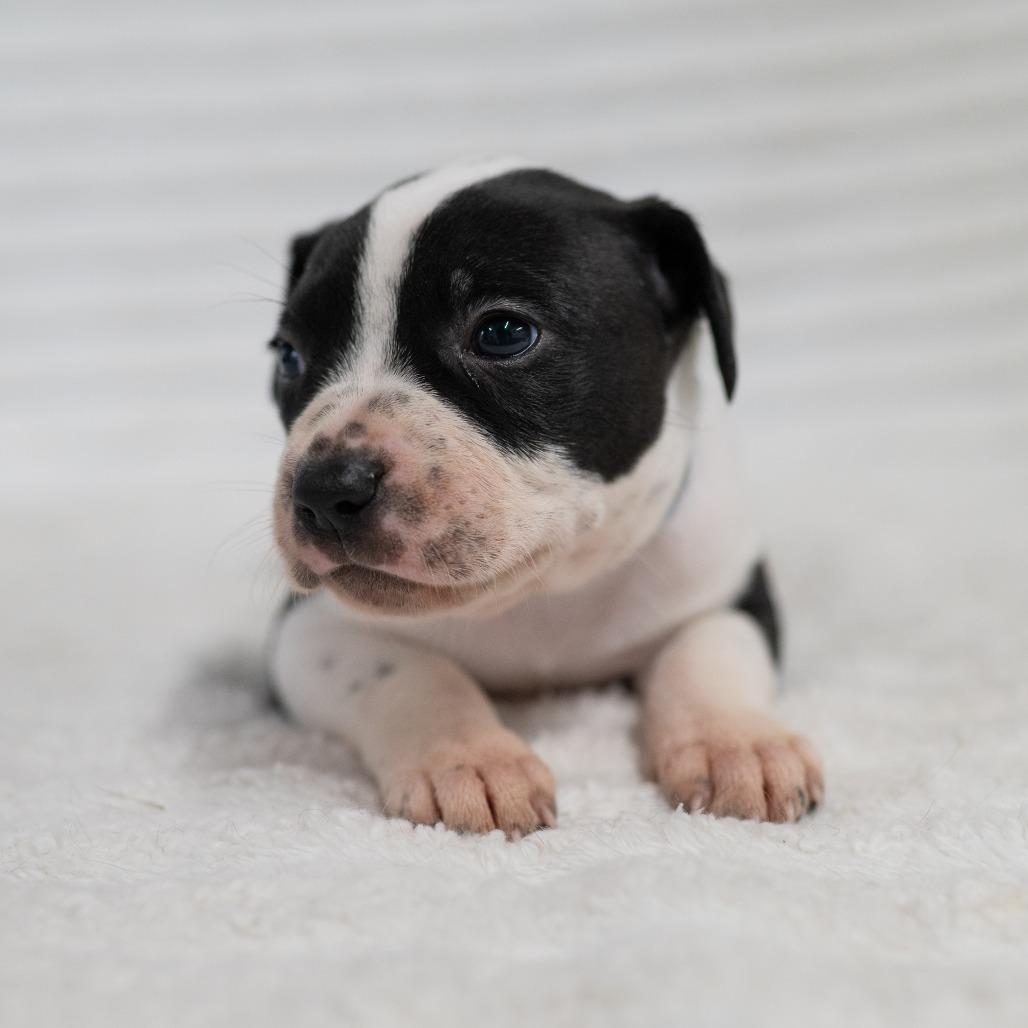 Enlarge Bentley, a Adoptable mixed breed in Fulton, MO image 4/4